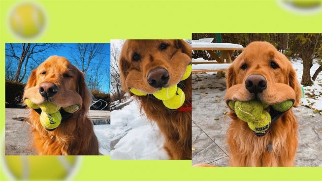Dieser Hund kann bis zu 6 Tennisbälle auf einmal in sein Maul stopfen