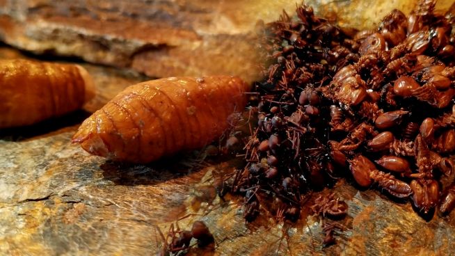 Ameisen & Mojojoy-Würmer aus der Küche des Amazonas